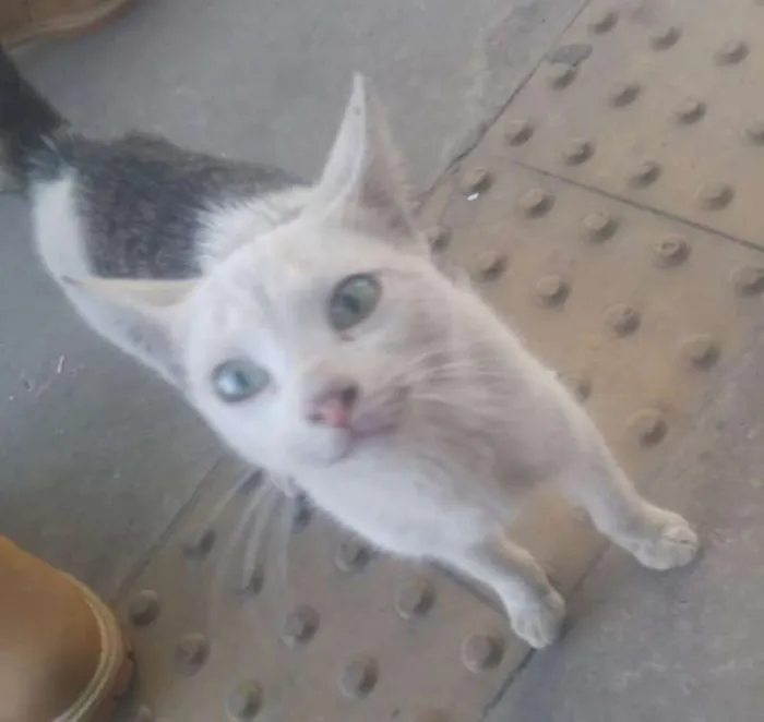 Gato ra a srd idade 2 a 6 meses nome Bianca