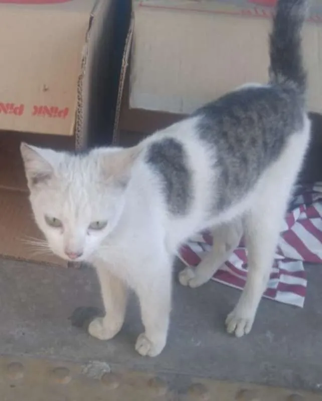 Gato ra a srd idade 2 a 6 meses nome Bianca