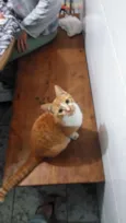 Gato laranja