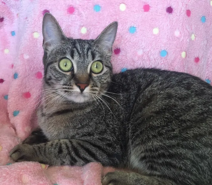 Gato ra a SRD idade 7 a 11 meses nome JULIETA