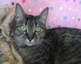 JULIETA