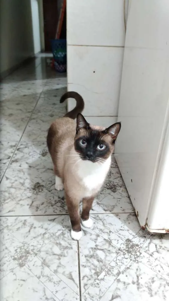 Gato ra a Siamês / SRD idade 1 ano nome Jack