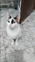 Pagu
