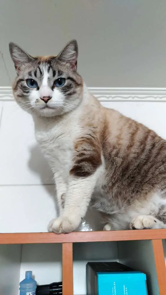 Gato ra a Branco com listras marrons  idade 2 anos nome Tiago