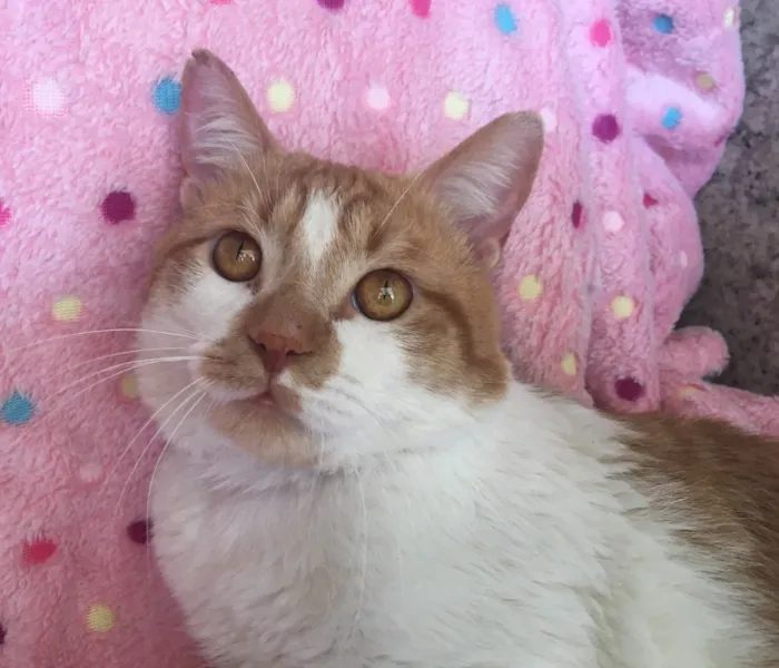 Gato ra a SRD idade 7 a 11 meses nome BORIS
