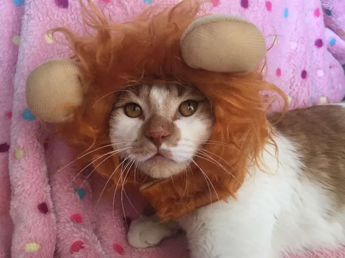 Gato ra a SRD idade 7 a 11 meses nome BORIS
