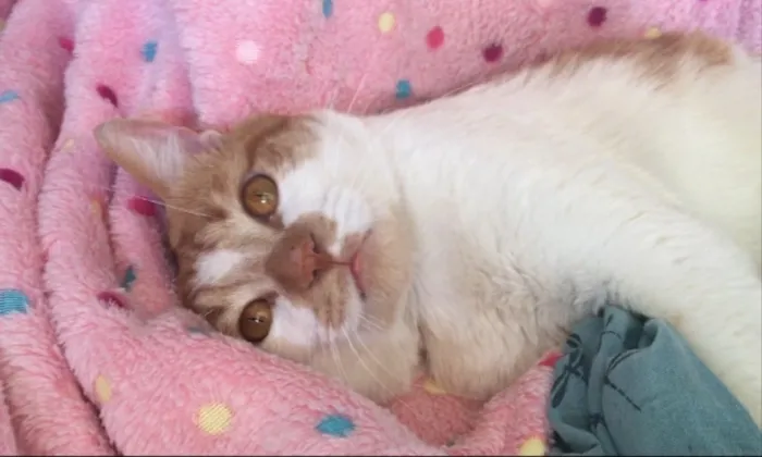 Gato ra a SRD idade 7 a 11 meses nome BORIS