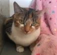 PANQUECA