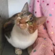 PANQUECA