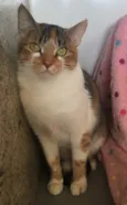 PANQUECA