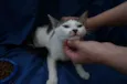 Panqueca