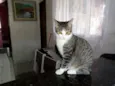 Mel
