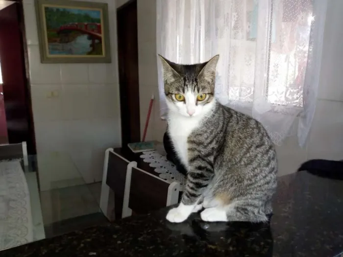 Gato ra a Vira-lata idade 2 a 6 meses nome Mel