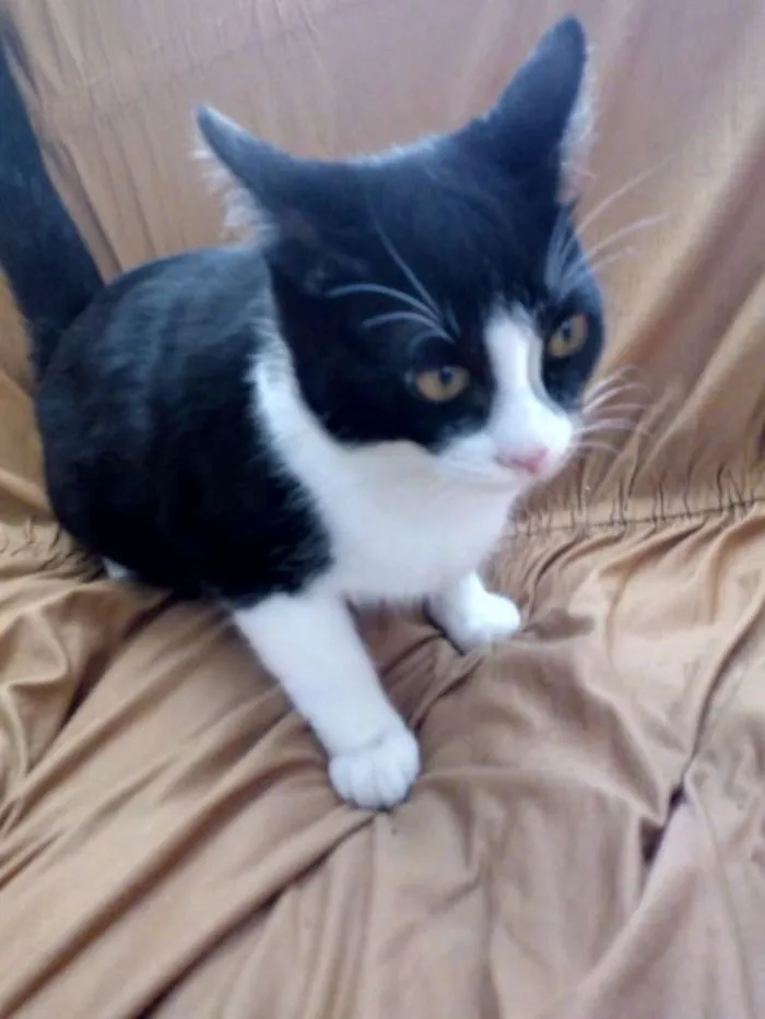 Gato ra a Vira-lata idade 7 a 11 meses nome Jerry