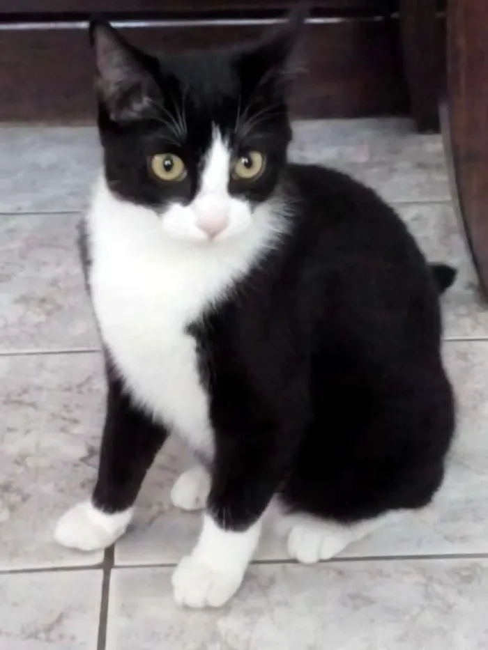 Gato ra a Vira-lata idade 7 a 11 meses nome Polly