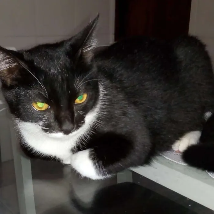 Gato ra a Vira-lata idade 7 a 11 meses nome Pantera