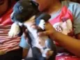cachorrinhos