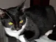 Pantera