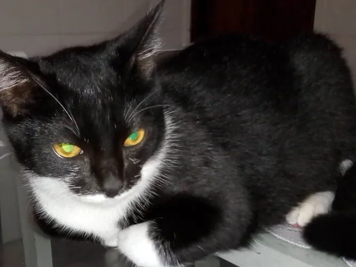 Gato ra a Vira-lata idade 7 a 11 meses nome Pantera