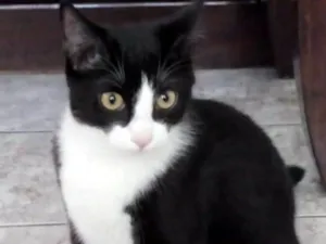 Gato raça Vira-lata idade 7 a 11 meses nome Polly