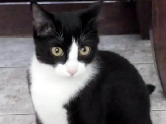 Gato ra a Vira-lata idade 7 a 11 meses nome Polly