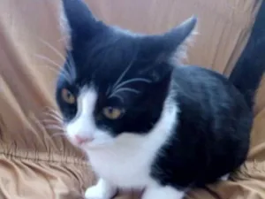 Gato raça Vira-lata idade 7 a 11 meses nome Jerry