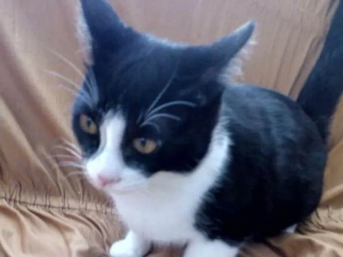 Gato ra a Vira-lata idade 7 a 11 meses nome Jerry