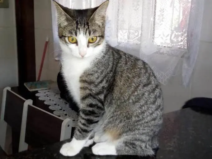 Gato ra a Vira-lata idade 2 a 6 meses nome Mel