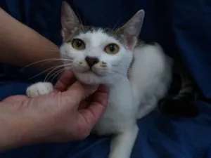 Gato raça  idade 2 a 6 meses nome Panqueca