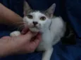 Panqueca