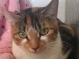 PANQUECA