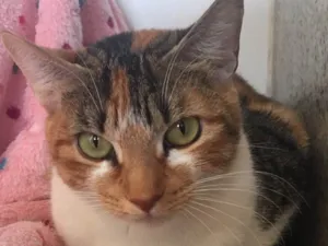 Gato raça SRD idade 7 a 11 meses nome PANQUECA