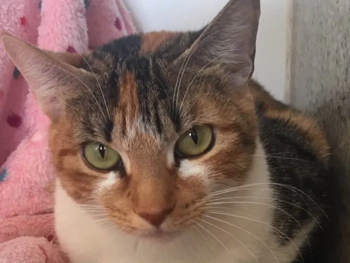 Gato ra a SRD idade 7 a 11 meses nome PANQUECA