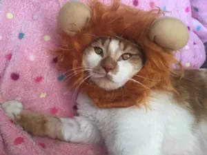 Gato raça SRD idade 7 a 11 meses nome BORIS