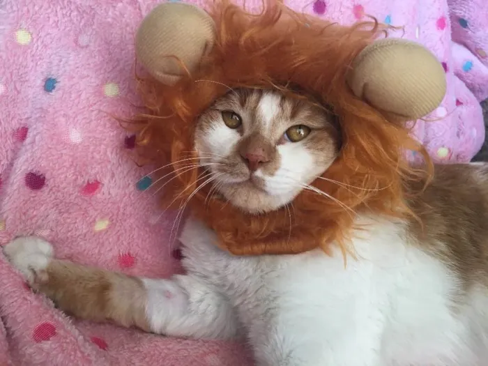 Gato ra a SRD idade 7 a 11 meses nome BORIS