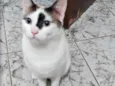 Pagu