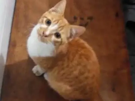 Gato ra a Gato laranja idade 7 a 11 meses nome Gato laranja