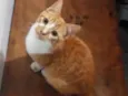 Gato laranja