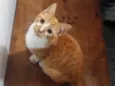 Gato laranja