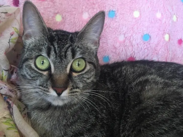 Gato ra a SRD idade 7 a 11 meses nome JULIETA