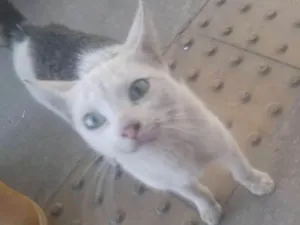 Gato raça srd idade 2 a 6 meses nome Bianca