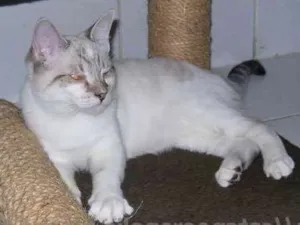 Gato raça srd idade 7 a 11 meses nome Macchiato