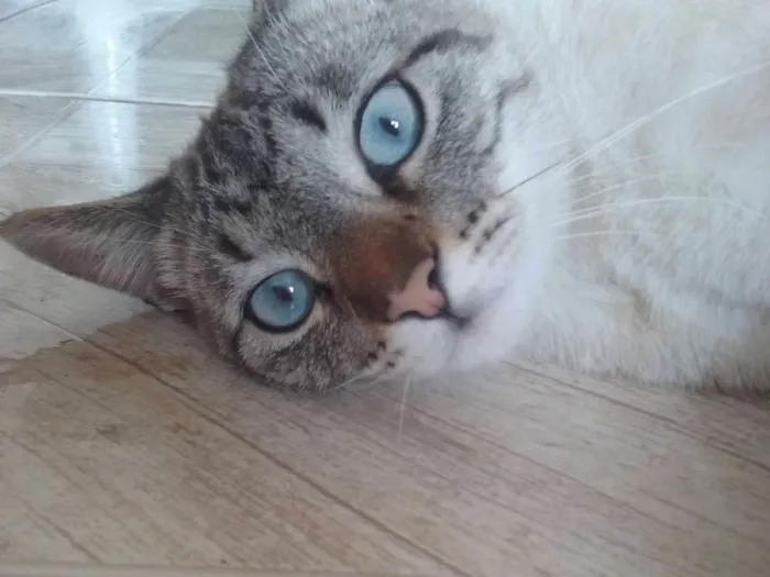 Gato ra a Vira lata idade 2 anos nome Mel