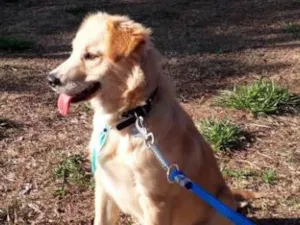 Cachorro raça Golden  idade 2 a 6 meses nome Ted