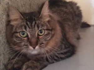 Gato raça SRD idade 7 a 11 meses nome GAEL