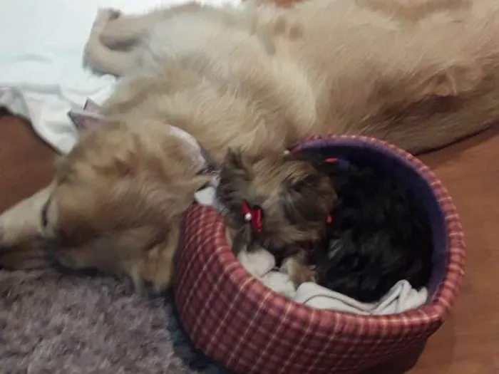 Cachorro ra a Golden retriver idade 6 ou mais anos nome Luma