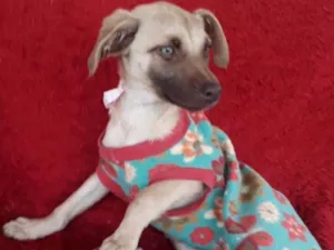 Cachorro raça srd idade 2 a 6 meses nome As Suecas
