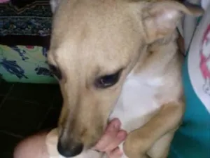 Cachorro raça srd idade 7 a 11 meses nome Lety