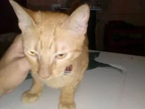 Gato raça srd idade 7 a 11 meses nome paçoca