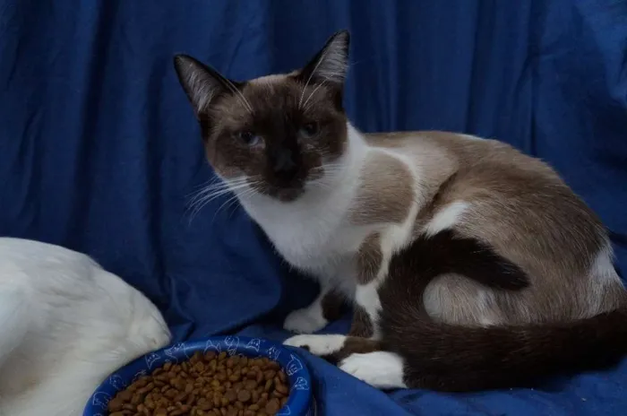 Gato ra a  idade 7 a 11 meses nome Maia